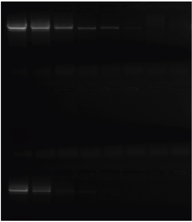 ゲノム DNA からヒト GAPDH の 60% GC 1kb フラグメントを増幅