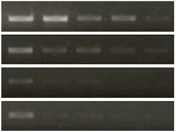 マウス耳 DNA の迅速抽出と 2.5 kb の増幅