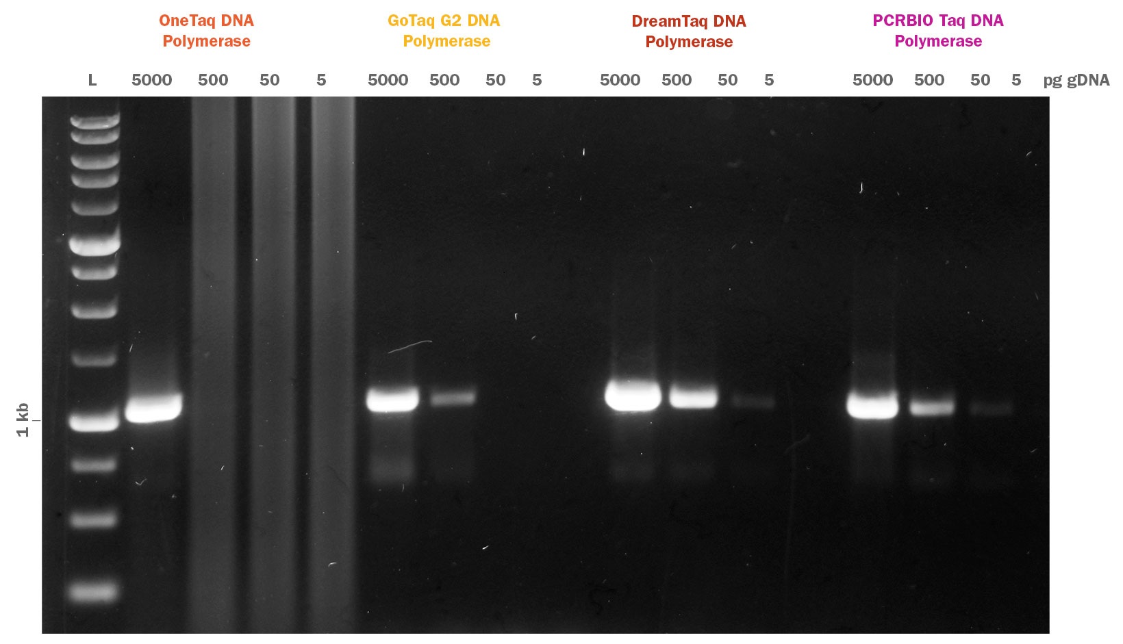 PCRBIO Taq DNA Polymerase 競合比較（1kbフラグメント）