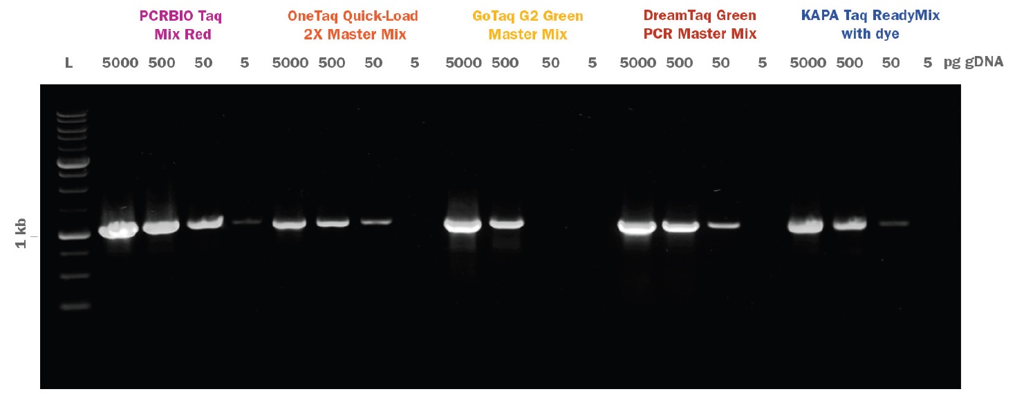 PCRBIO Taq Mix Red 競合比較（1kbフラグメント）