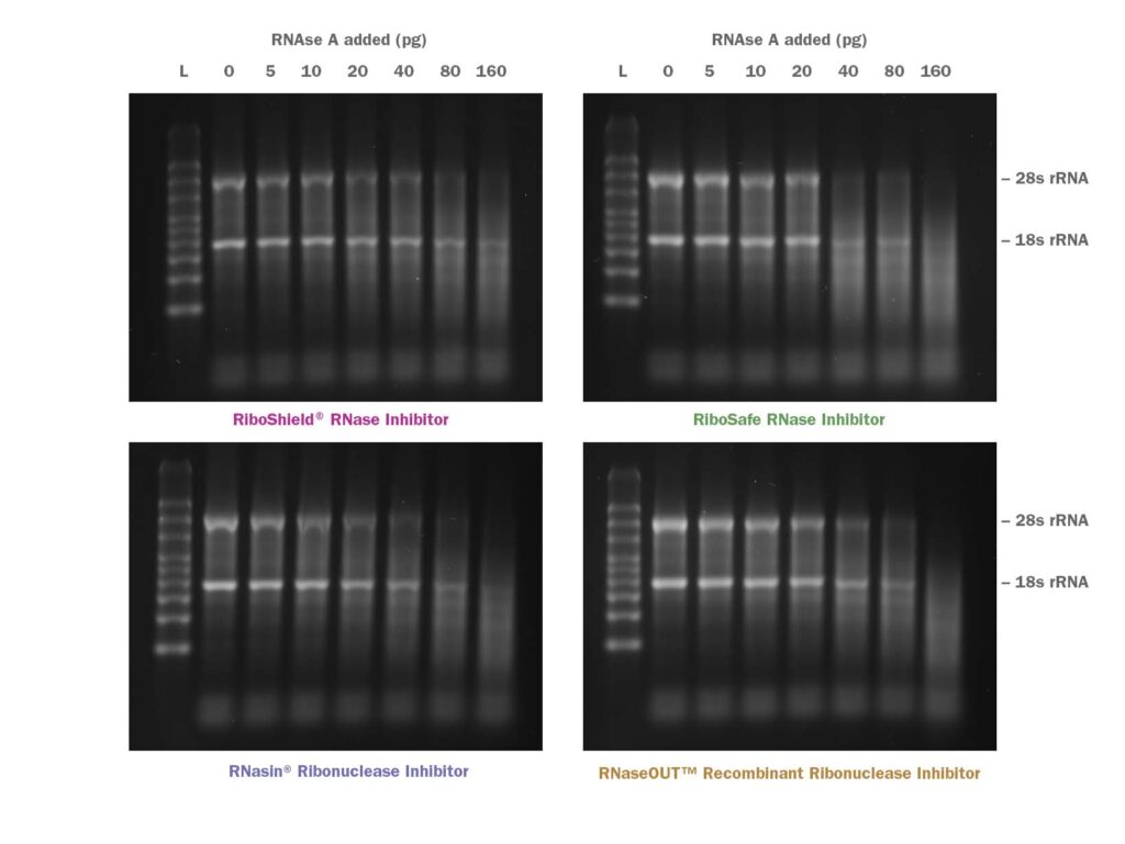 RNase A に対する RiboShield の優れた保護