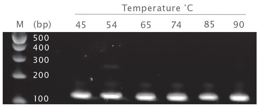 マウス参照 RNA